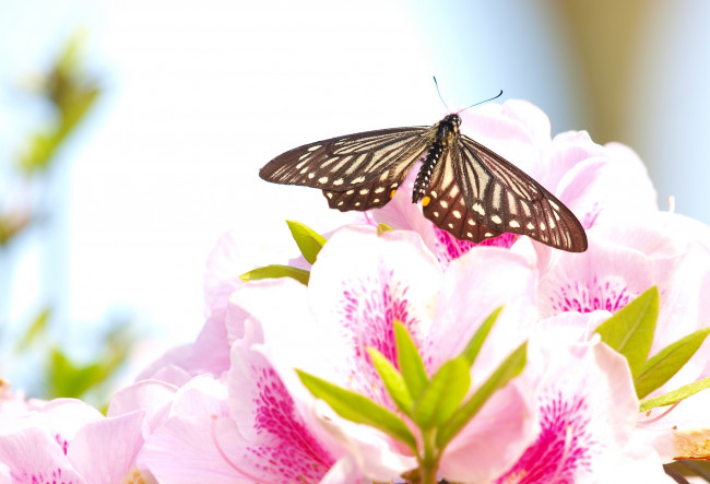 Обои картинки фото животные, бабочки