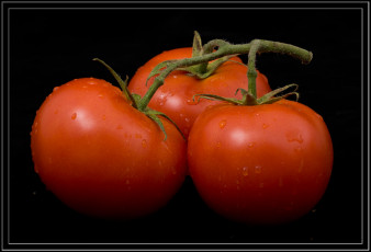 Картинка еда помидоры томаты