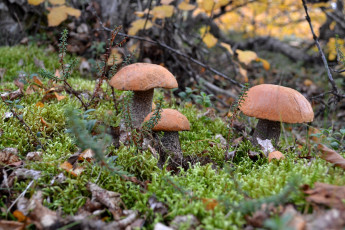 Картинка природа грибы подосиновики