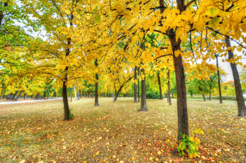 Картинка природа деревья осень