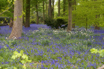 Картинка природа лес дерево