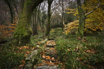 Картинка природа лес деревья кусты трава