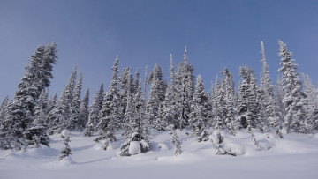 Картинка природа зима ели снег тайга саяны