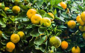 Картинка природа плоды цитрус дерево