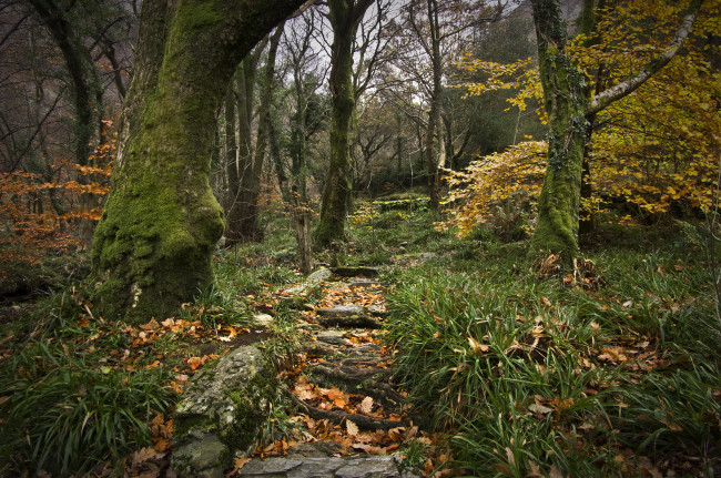 Обои картинки фото природа, лес, деревья, кусты, трава