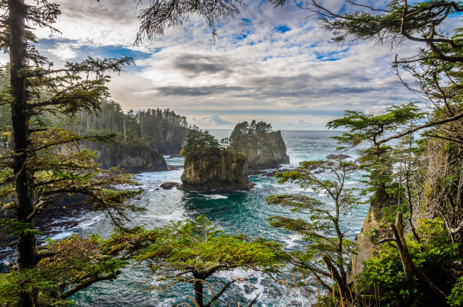 Обои картинки фото природа, побережье, скалы, камни, лес, океан, река