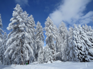 Картинка природа зима сугробы снег ели