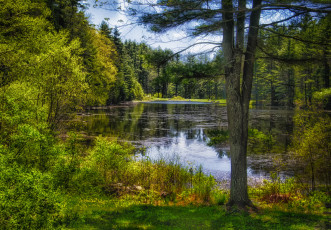 Картинка природа реки озера река лес