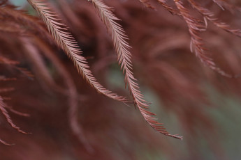 Картинка природа макро веточки