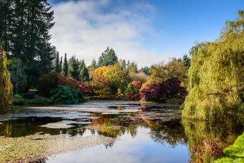 Картинка природа парк осень пруд