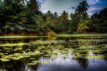 Картинка природа тропики лес река трава заросли