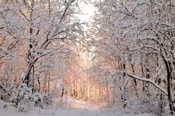 Картинка природа зима деревья снег