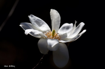 Картинка цветы лепестки цветок чёрный фон белый