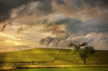 Картинка природа деревья поле дерево небо