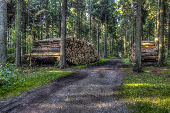 Картинка природа дороги лес просека бревна