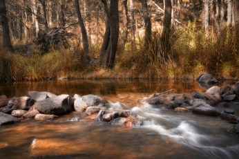 Картинка природа реки озера река лес