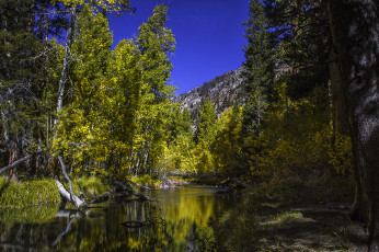 Картинка природа реки озера река лес