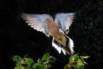 Картинка животные голуби листья дождь голубь