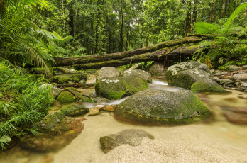 Картинка природа реки озера лес река