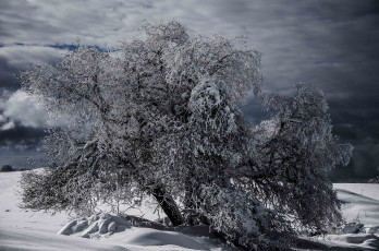 Картинка природа зима снег дерево