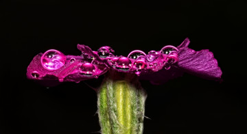 Картинка цветы примулы капли роса макро чёрный фон