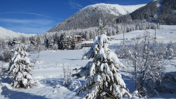 Картинка природа зима снег ели сугробы