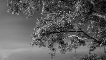 Картинка природа деревья дерево