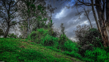 Картинка природа деревья трава пасмурно