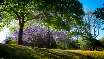 Картинка природа парк деревья солнечно