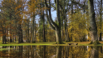 Картинка природа реки озера лес озеро