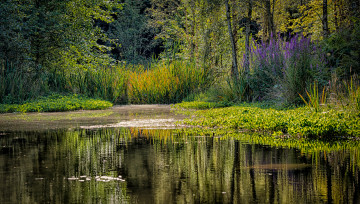 Картинка природа реки озера лес река трава заросли