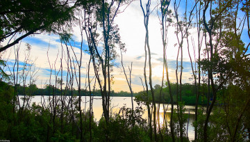 Картинка природа восходы закаты деревья небо облака