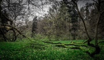 Картинка природа лес поляна трава деревья