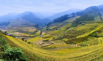 Картинка природа поля кусты пейзаж