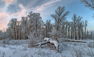 Картинка природа зима лес снег