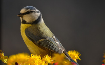 Картинка животные синицы +лазоревки желтые цветы синица птица