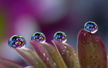 Картинка природа макро роса отражение вода кпли цветок лепестки