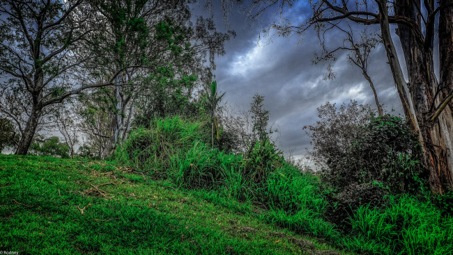 Обои картинки фото природа, деревья, трава, пасмурно