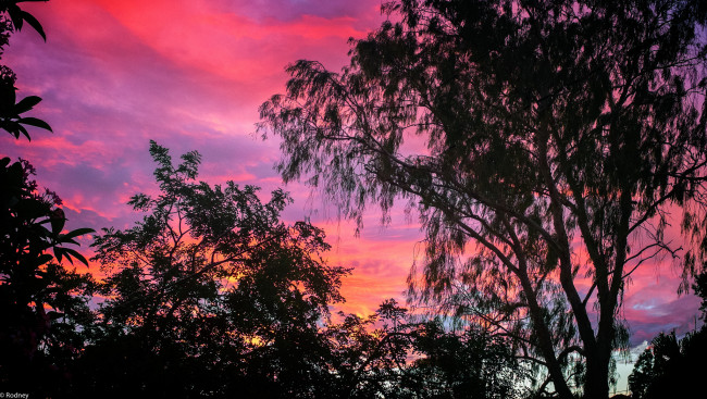 Обои картинки фото природа, деревья, вечер