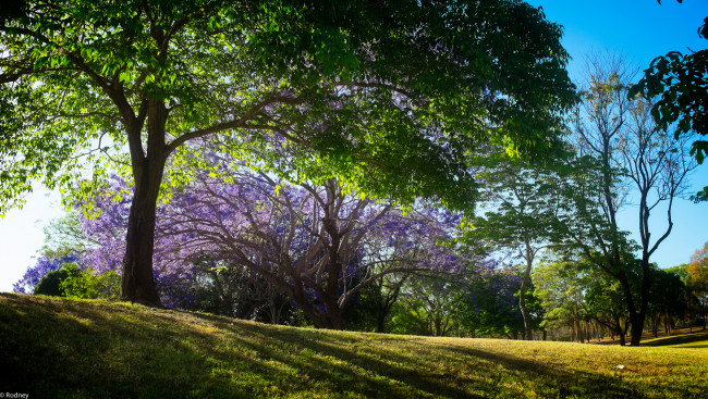 Обои картинки фото природа, парк, деревья, солнечно