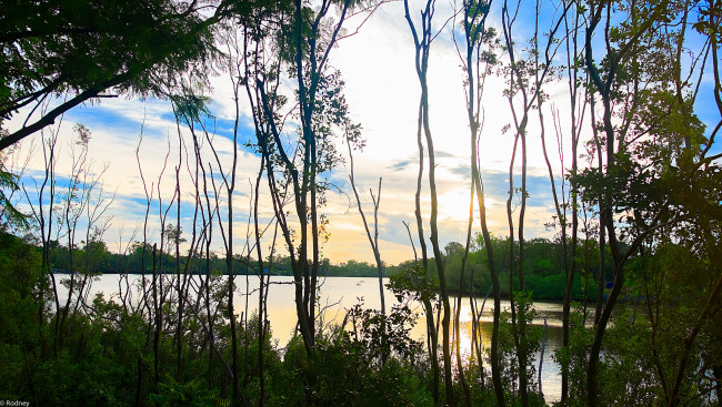 Обои картинки фото природа, восходы, закаты, деревья, небо, облака