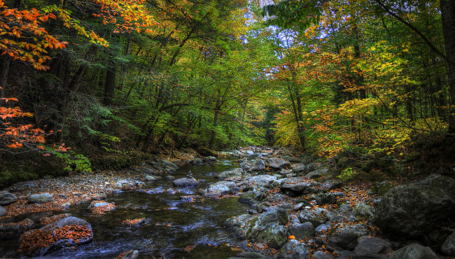 Обои картинки фото природа, реки, озера, река, лес