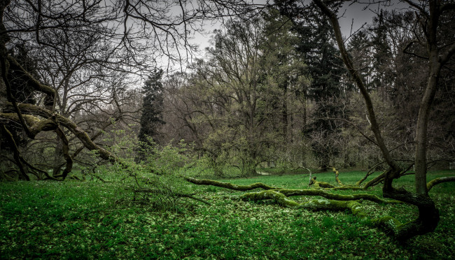 Обои картинки фото природа, лес, поляна, трава, деревья