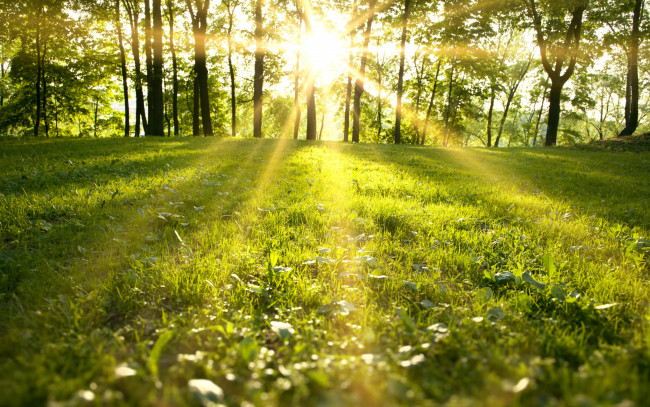 Обои картинки фото природа, восходы, закаты, лес, spring, park, nature, sunbeams, деревья, пейзаж, солнечные, лучи, трава, зеленый, поле, forest, sunlight, trees, grass, green, field, солнечный, свет, весна, парк, landscape