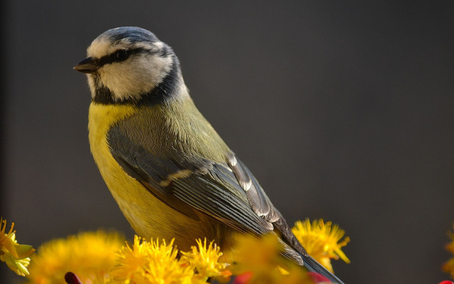 Обои картинки фото животные, синицы,  лазоревки, желтые, цветы, синица, птица