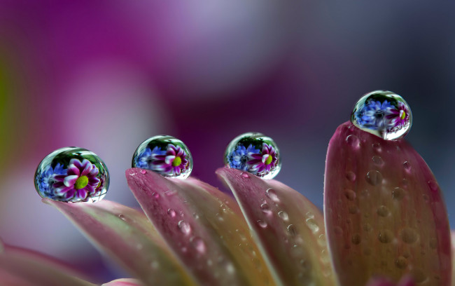 Обои картинки фото природа, макро, роса, отражение, вода, кпли, цветок, лепестки