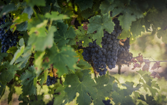 Обои картинки фото природа, Ягоды,  виноград, блики, свет, солнце, листва, плоды, виноградник, гроздья