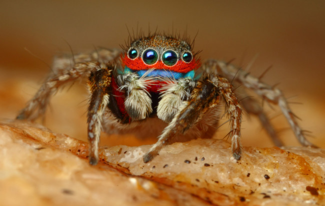 Обои картинки фото животные, пауки, макросъемка, глаза, паук