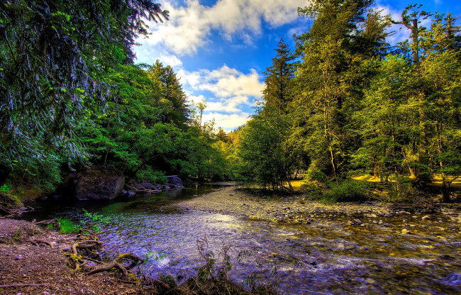 Обои картинки фото природа, реки, озера, река, лес
