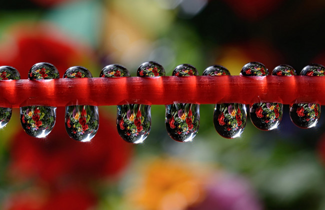 Обои картинки фото природа, макро, отражение, роса, вода, капли